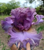 Ірис високий - French Lavander